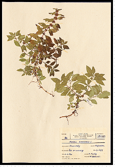 Mentha arvensis L.
