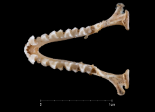 Rhinolophus ferrumequinum