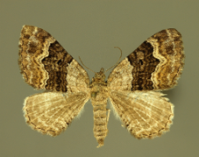 Xanthorhoe quadrifasiata (Clerck, 1759)