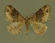 Xanthorhoe ferrugata (Clerck, 1759)