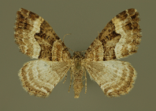 Xanthorhoe biriviata (Borkhausen, 1794)