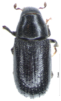 Tomicus piniperda (Linnaeus, 1758)