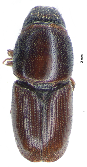 Scolytus multistriatus (Th. Marsham, 1802)