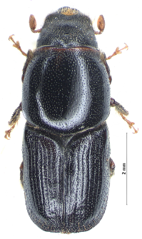 Scolytus ratzeburgii E.W. Janson, 1856
