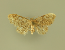 Idaea inquinata (Scopoli, 1763)