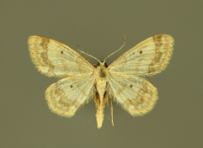 Idaea biselata (Hufnagel, 1767)