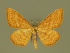 Idaea ochrata (Scopoli, 1763)