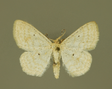 Scopula immutata (Linnaeus, 1758)