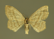Scopula nigropunctata (Hufnagel, 1767)