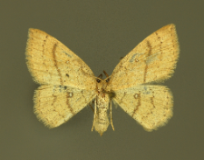 Cyclophora linearia (Hübner, 1799)