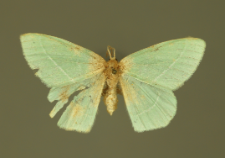 Hemistola chrysoprasaria (Esper, 1795)