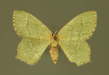 Hemithea aestivaria (Hübner, 1789)