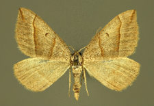 Scotopteryx mucronata (Scopoli, 1763)
