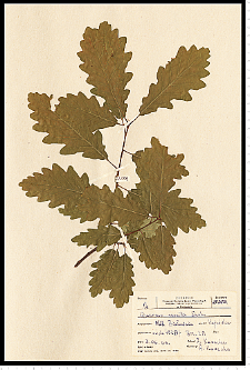 Quercus petraea (Matt.) Liebl.