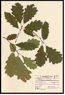 Quercus petraea (Matt.) Liebl.