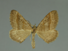 Scotopteryx chenopodiata (Linnaeus, 1758)