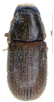 Polygraphus poligraphus (Linnaeus, 1758)