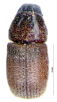 Polygraphus subopacus C.G. Thomson, 1871