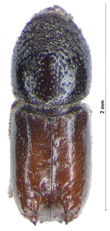 Pityogenes chalcographus (Linnaeus, 1760)