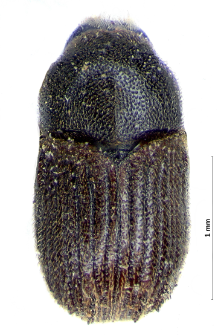 Phloeosinus thujae (É. Perris, 1855)