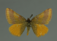 Lythria cruentaria (Hufnagel, 1767)