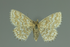 Scopula immorata (Linnaeus, 1758)