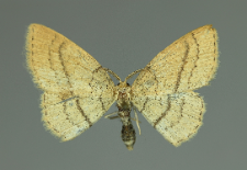 Cyclophora linearia (Hübner, 1799)