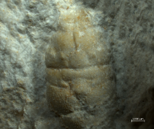 Planoprosopon thiedae