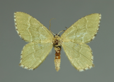 Hemithea aestivaria (Hübner, 1789)