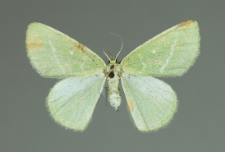 Thetidia smaragdaria (Fabricius, 1787)