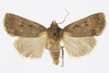 Amphipyra tragopoginis