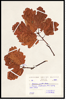 Quercus petraea (Matt.) Liebl.