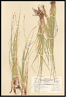 Carex canescens L.