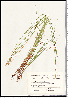 Carex canescens L.