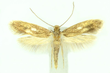 Monopis fenestratella (Heyden, 1863)