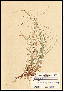 Carex dioica L.