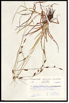 Carex distans L.