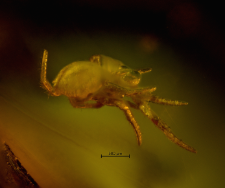 Araneae