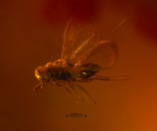 Hymenoptera