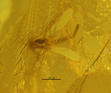 Chironomidae (Orthocladiinae)