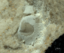 Tanidromites species