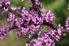 Cercis canadensis L.