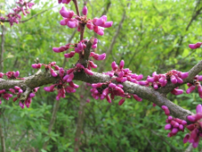 Cercis chinensis Bunge