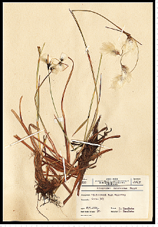 Eriophorum latifolium Hoppe