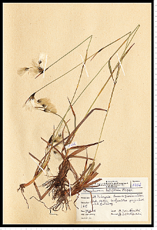 Eriophorum latifolium Hoppe