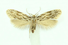 Dryadaula caucasica (Zagulajev, 1970)