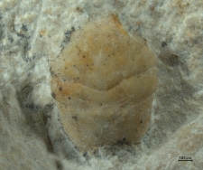 Goniodromites kubai