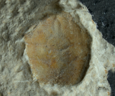 Goniodromites kubai