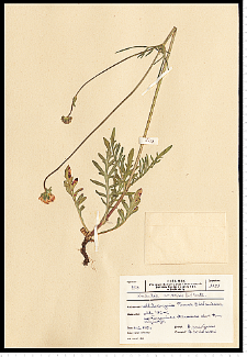 Knautia arvensis (L.) J. M. Coult.