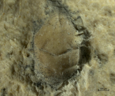 Tanidromites longinosa